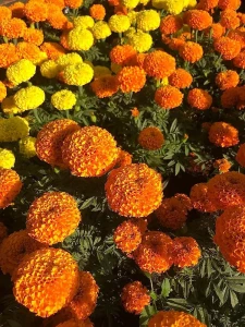 Seminte de Craite Erecta mix (Tagetes erecta), 0.7gr, Opal